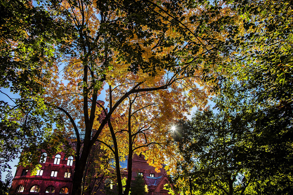 colorful fall trees with campus buildings in background