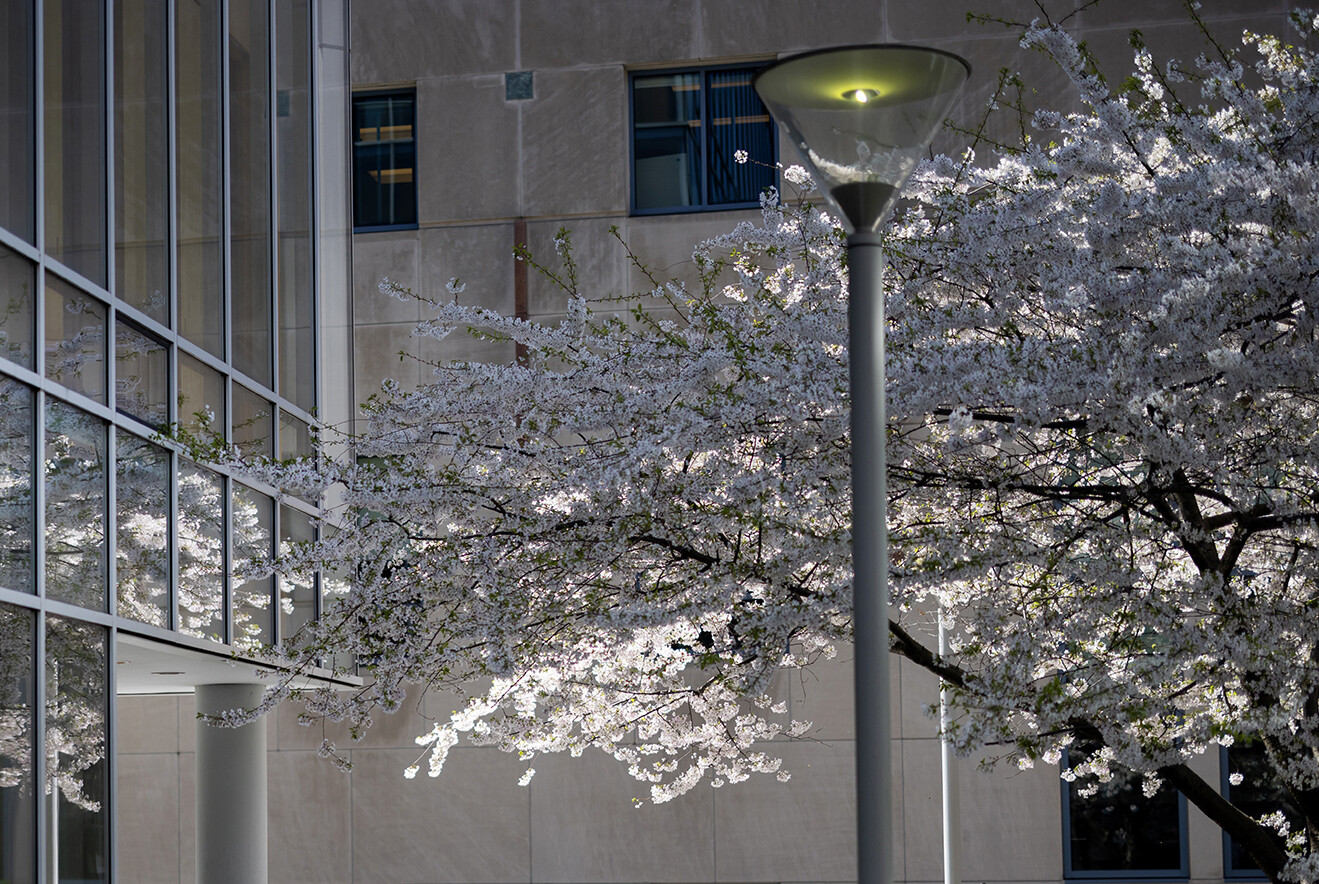 lamp post in front of lacey flowering tree branches and light buildings