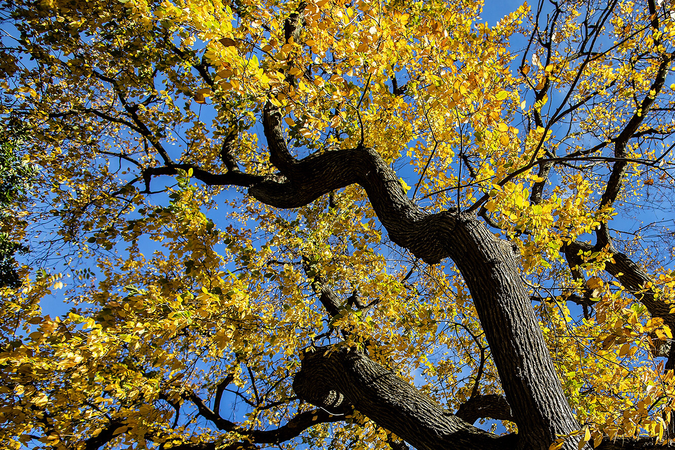 crooked tree branches reaching up to sky