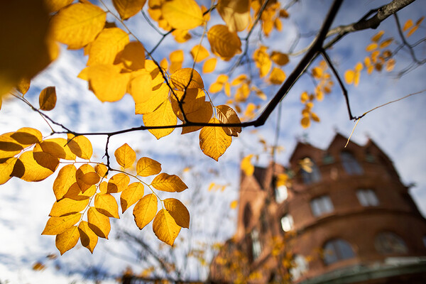 fall leaves in front of fisher fine arts building