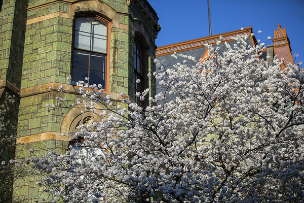 white flowering trees in front of cohen hall