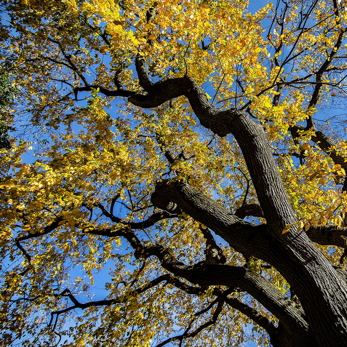 crooked branches of a tree with fall leaves against the sky